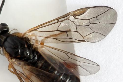 Réf. 278 717 : Euura punicea