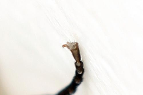 Réf. 278 720 : Euura punicea
