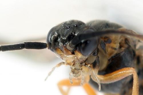 Réf. 278 722 : Euura punicea