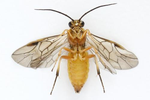 Réf. 278 784 : Pristiphora sp.