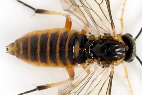 Réf. 278 785 : Pristiphora sp.