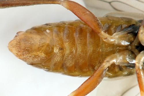 Réf. 278 724 : Euura punicea