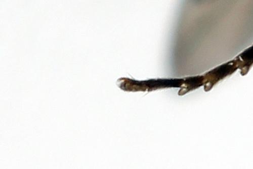 Pristiphora sp.