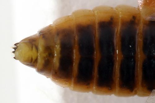 Réf. 278 795 : Pristiphora sp.