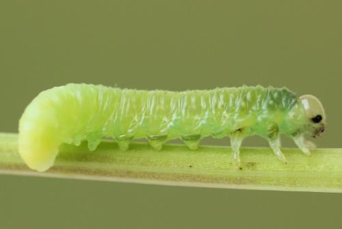 Hemichroa australis
