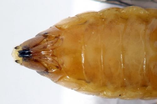 Réf. 278 796 : Pristiphora sp.