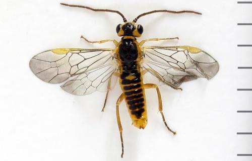 Réf. 278 339 : Euura oligospila