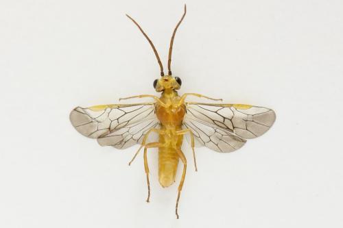 Réf. 278 340 : Euura oligospila
