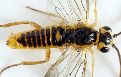 Réf. 278 341 : Euura oligospila