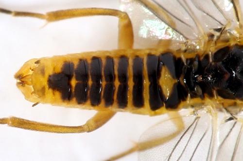 Réf. 278 342 : Euura oligospila