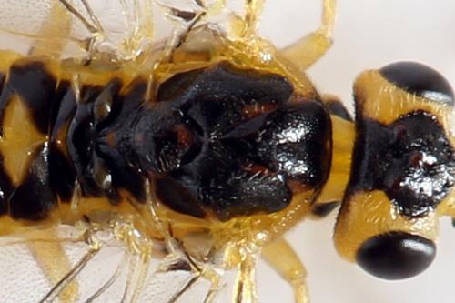 Réf. 278 343 : Euura oligospila