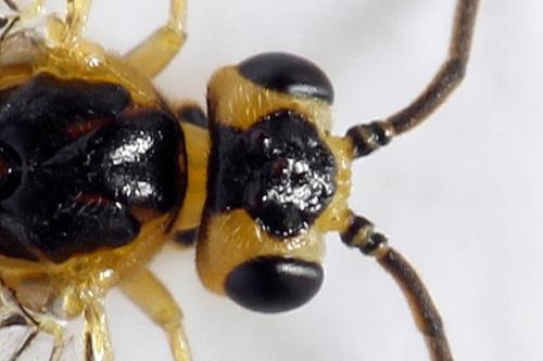 Réf. 278 344 : Euura oligospila