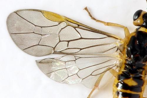 Réf. 278 345 : Euura oligospila