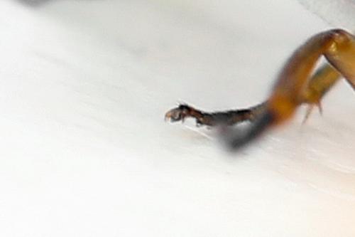 Réf. 278 346 : Euura oligospila