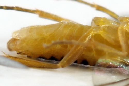 Réf. 278 347 : Euura oligospila