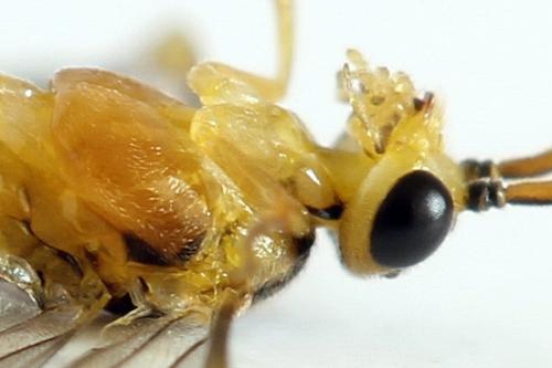 Réf. 278 348 : Euura oligospila
