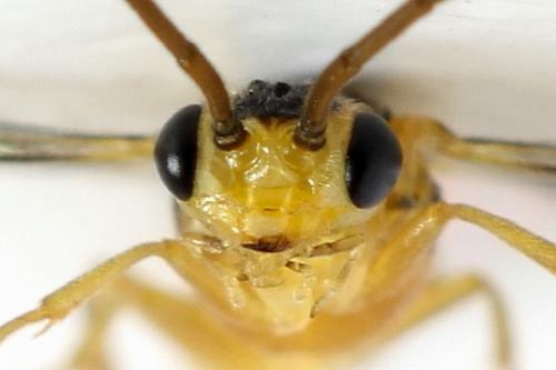 Euura oligospila
