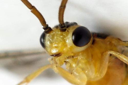 Euura oligospila