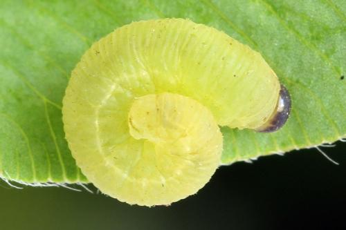 Réf. 278 272 : Macrophya sanguinolenta