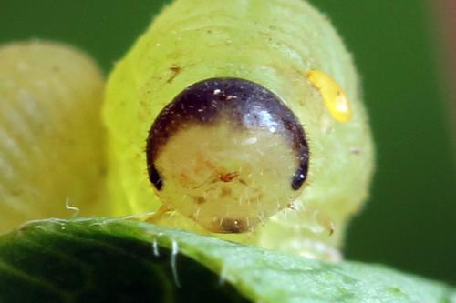 Réf. 278 273 : Macrophya sanguinolenta
