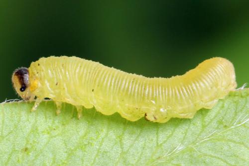 Réf. 278 274 : Macrophya sanguinolenta