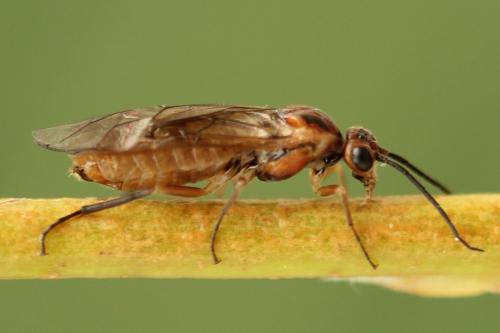 Réf. 278 727 : Euura punicea