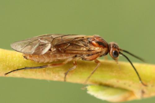 Réf. 278 728 : Euura punicea