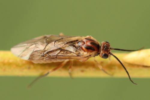 Réf. 278 729 : Euura punicea