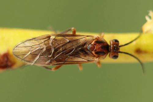 Réf. 278 730 : Euura punicea