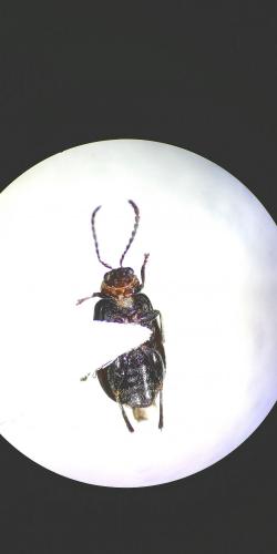 Réf. 278 025 : Luperomorpha xanthodera
