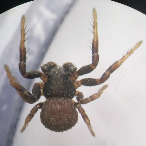 Ozyptila claveata