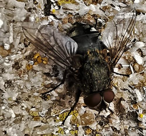 Réf. 278 659 : Pollenia sp.