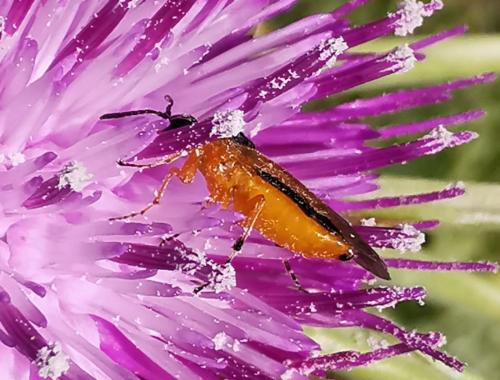 Athalia sp.