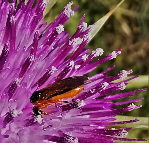 Réf. 278 548 : Athalia sp.