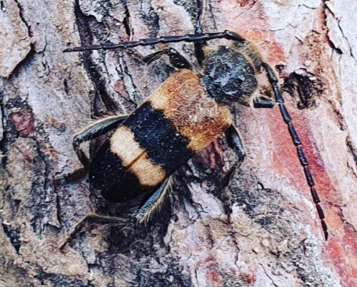 Semanotus laurasii