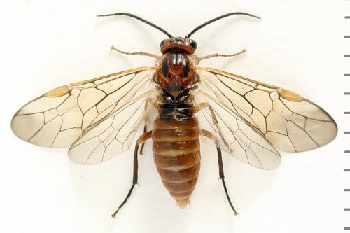 Réf. 278 731 : Euura punicea