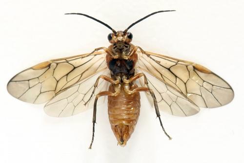Réf. 278 732 : Euura punicea