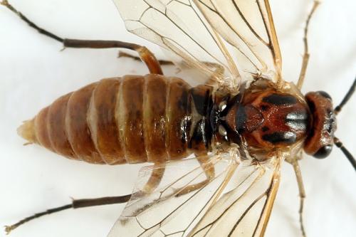 Réf. 278 733 : Euura punicea