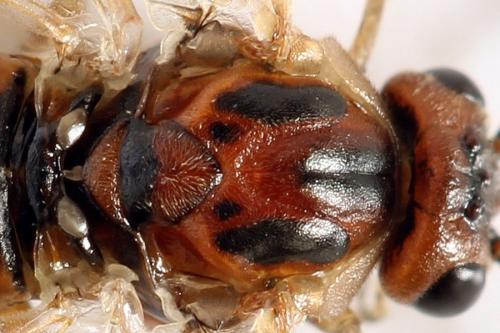 Réf. 278 734 : Euura punicea