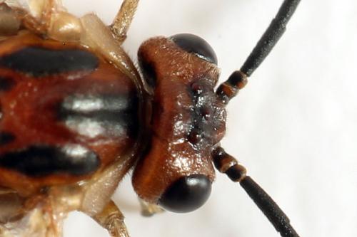 Réf. 278 735 : Euura punicea
