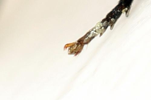 Réf. 278 737 : Euura punicea