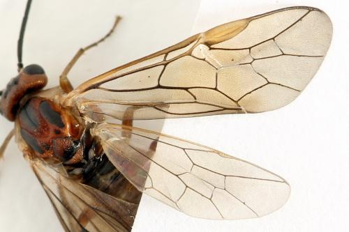 Réf. 278 739 : Euura punicea