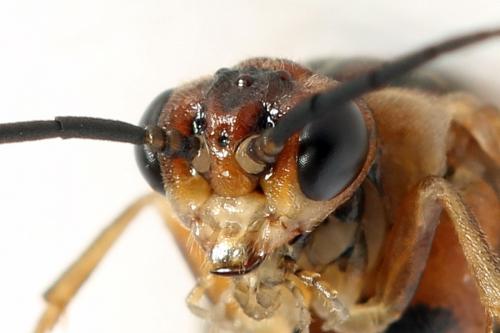 Réf. 278 741 : Euura punicea