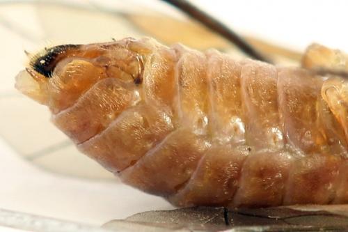 Euura punicea