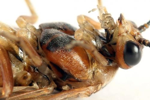 Euura punicea