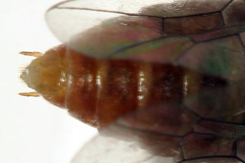 Euura punicea