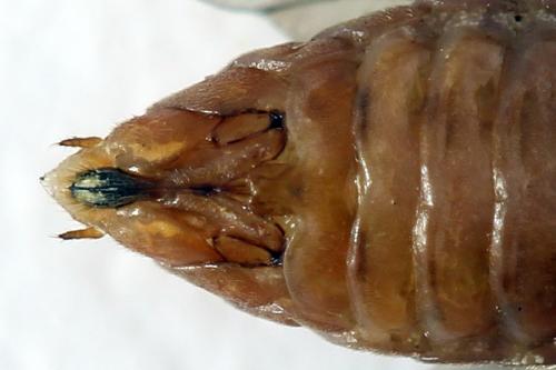 Euura punicea