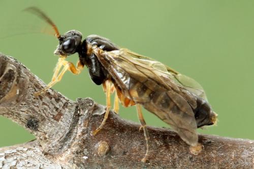 Platycampus luridiventris