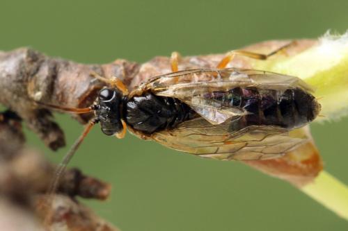 Réf. 278 319 : Platycampus luridiventris