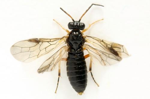 Réf. 278 320 : Platycampus luridiventris